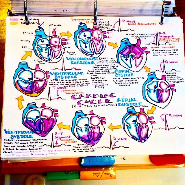 Dr. Katy Hanson On Instagram: “the Cardiac Cycle, Revisited #cardio # ...