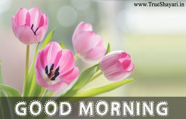 Good Morning Images In Hindi English (Shayari, Status & Wishes Quotes) 2023