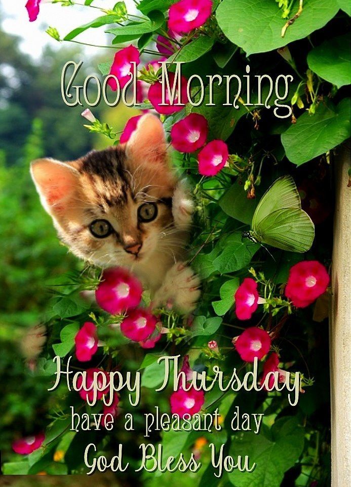 Good Morning Thursday Have A Pleasant Day Blessings 2022