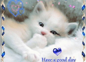 1600622735 Kitty Good Afternoon Gif