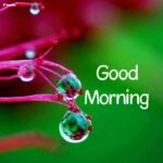 Beautiful Nature Good Morning Image With Water Drops