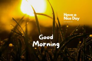 Good Morning Image With Sun Rise And Grass