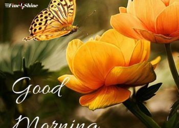 Good Morning Images With Flowers, Quotes, And Butterflies