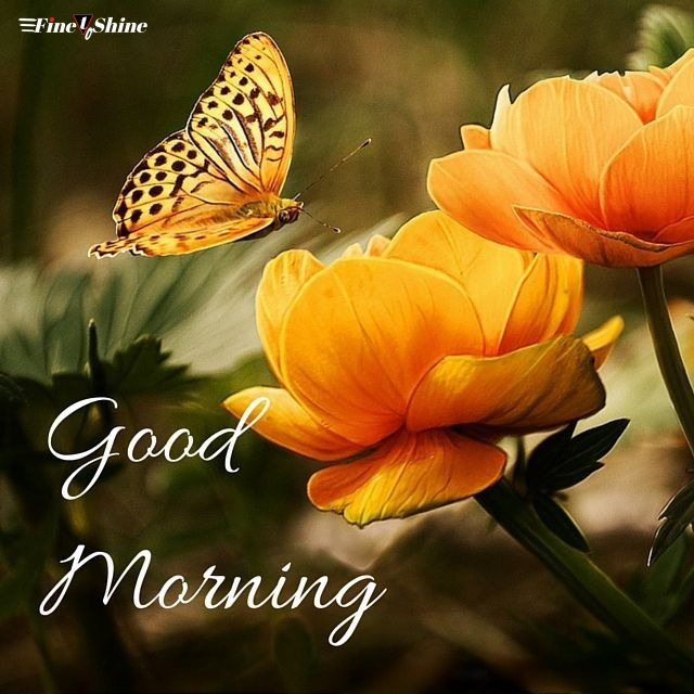Good Morning Quote With Flowers And Butterflies wpp1629604003252 Good Morning Images With Flowers, Quotes, And Butterflies