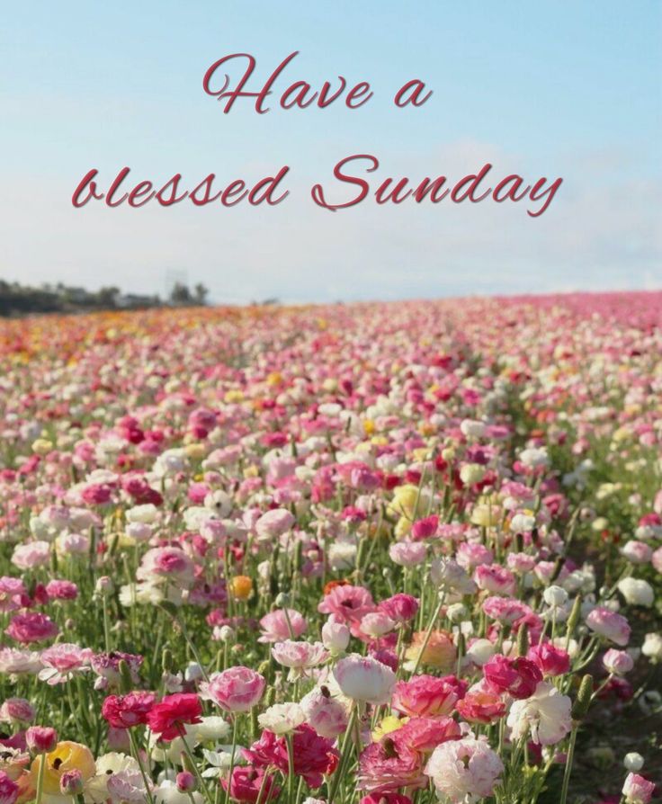 Have A Blessed Sunday Image 10