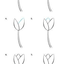 How to Draw a Tulip – Really Easy Drawing Tutorial wpp1639538799498 e1639538836789