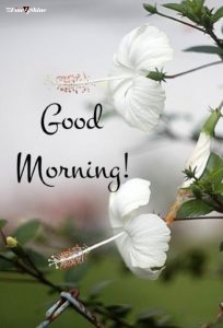 New Good Morning Images Hd 2