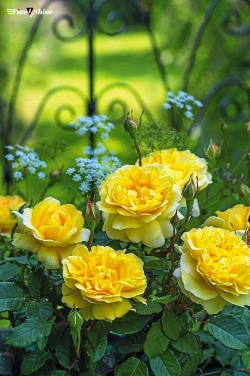 Yellow Roses Flowers