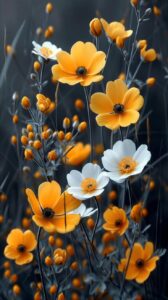 Yellow And Black Background With Yellow And White Flowers