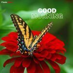 Butterfly Good Morning Image